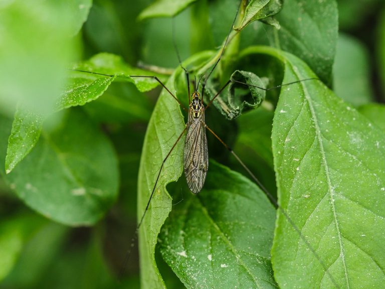 ¿Cómo evitar las picaduras de mosquito?