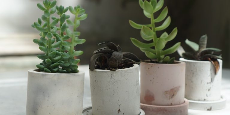 10 plantas que purifican el aire de tu hogar